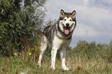 ALASKAN MALAMUTE 426